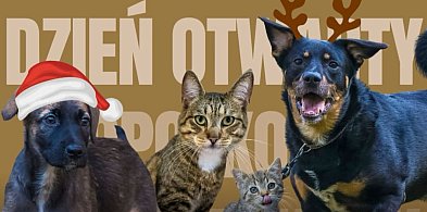 Dzień otwarty w Sopotkowie! Schronisko zaprasza na przedświąteczne spotkanie-37647