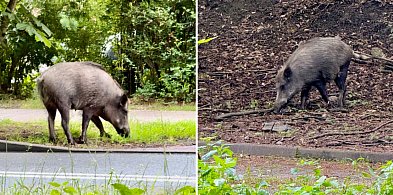 Bezpieczny spacer po kurorcie? Nowa aplikacja „ZWIERZ” może pomóc także w Sopocie-37887