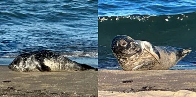 Wyjątkowy prezent dla bliskich i natury. Adoptuj fokę na święta-37917