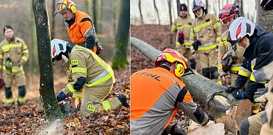 Strażacy z Sopotu szkolili się w lesie! W ruch poszły pilarki-38134