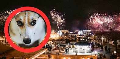 Sylwestrowy Patrol Animalsów w Sopocie. Zadzwoń, gdy zobaczysz zagubione zwierzę-38341