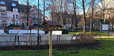 Jak w Sopocie pomóc ptakom przetrwać zimę? Sprawdź, czym dokarmiać, a czego unikać-38530