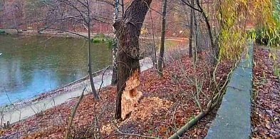Bobry w Sopocie nie odpuszczają! Miasto zabezpieczy drzewa przy Morskim Oku-38737