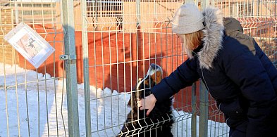 Wielka kontrola schronisk na Pomorzu. To efekt akcji Dody i Łukasza Litewki?