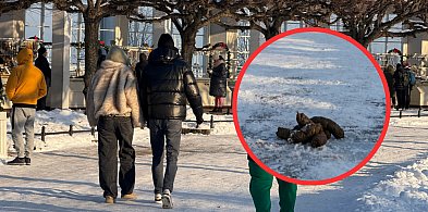 Problem psich odchodów w Sopocie. Czy turyści i mieszkańcy zaczną sprzątać?