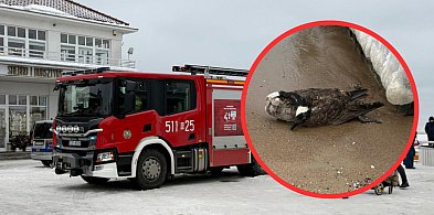 Ponad 100 martwych ptaków na sopockiej plaży. Miasto walczy z ptasią grypą
