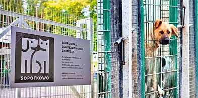 Nadchodzi obowiązkowe czipowanie i sterylizacja? Tak chcą walczyć z...