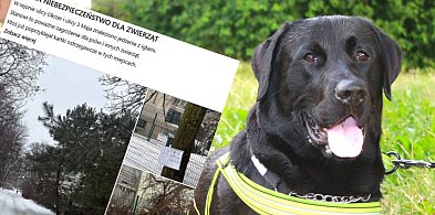 Ostrzeżenie dla właścicieli psów. Na trawnikach rozrzucono jedzenie z igłami