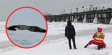 Foka na krze w Sopocie nie żyje. Trudne warunki lodowe uniemożliwiły interwencję