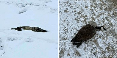 Zwierzęta w pułapce miasta i ocieplenia. Czas na zmianę polityki [OPINIA]