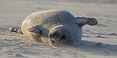 Biolożka z Helu: "Focze szczenięta tyją 2,5 kg dziennie" [WYWIAD]