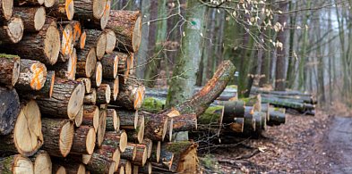 Rezerwat "Lasy Sopockie". Negocjacje na finiszu, decyzje jeszcze w tym roku