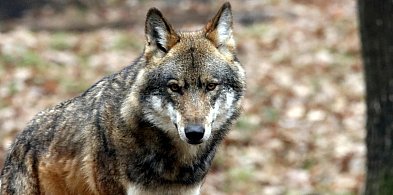 Tak walczą o zdrowie wilczycy. Kierowca potrącił ją na obwodnicy i uciekł