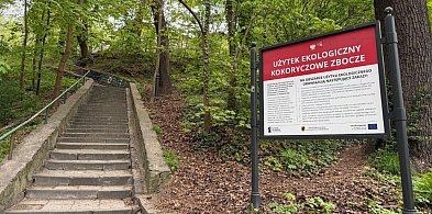 Tajemnicza skarpa kilka minut od Monciaka. Tu Sopot pokazuje dzikie oblicze