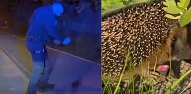 Policjanci uratowali jeża w Sopocie! "Odprowadziliśmy go (...) do domu"