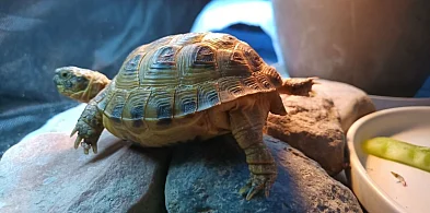 W Sopocie zaginął żółw stepowy! Właścicielka apeluje o pomoc [WIDEO]