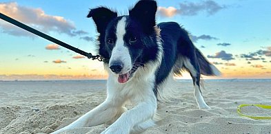 Pies na plaży w Sopocie. O tych zasadach musisz pamiętać