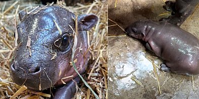Hipopotamka karłowata przyszła na świat w Gdańsku
