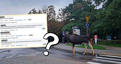 “Ludzie zabrali mu dom”! Łoś w Sopocie wywołał burzę w Internecie-35467