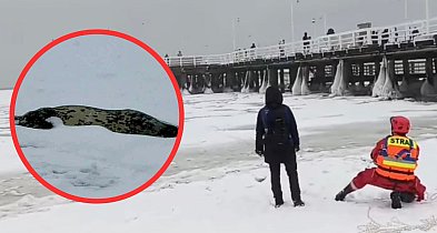 Foka na krze w Sopocie nie żyje. Trudne warunki lodowe uniemożliwiły interwencję