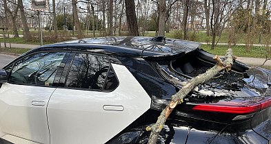 Skutki silnego wiatru w Sopocie! Spadające gałęzie uszkodziły zaparkowane auto