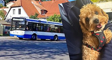 Kierowca autobusu w Sopocie zrobił coś, co poruszyło całe Trójmiasto!