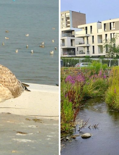 Ceny mieszkań w Sopocie. Tyle płacili za metr kwadratowy w październiku-36998