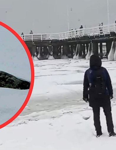 Foka na krze w Sopocie nie żyje. Trudne warunki lodowe uniemożliwiły interwencję