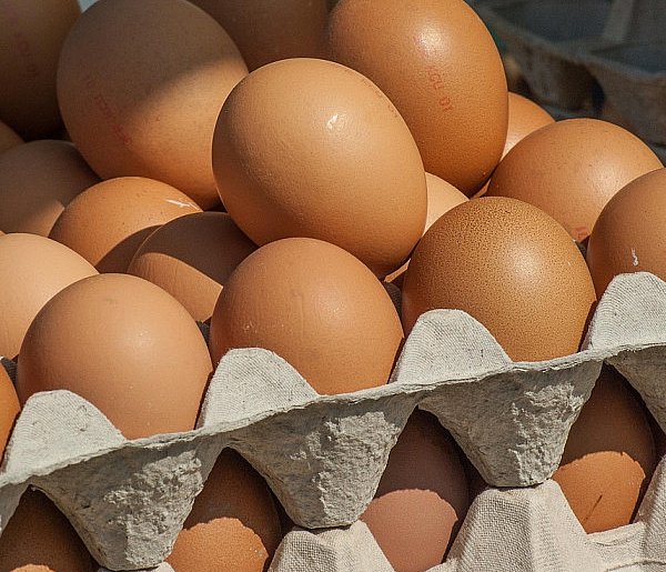 Salmonella wykryta w jajach! GIS wydał pilne ostrzeżenie-37991