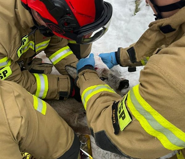 Ranna sarna uratowana w Sopocie! Poruszająca akcja strażaków