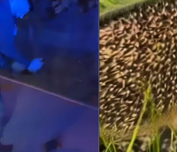 Policjanci uratowali jeża w Sopocie! "Odprowadziliśmy go (...) do domu"