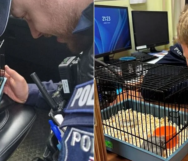Sopoccy policjanci zaopiekowali się chomikiem! Teraz czeka na właściciela