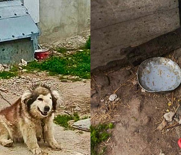 Trzymał na łańcuchu chorego psa. Nie dał mu nawet wody