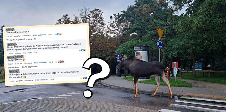 “Ludzie zabrali mu dom”! Łoś w Sopocie wywołał burzę...-35467