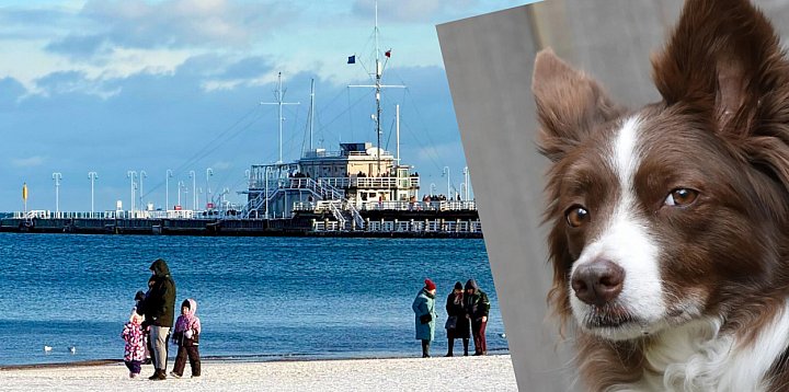 Mocny list mieszkanki Sopotu. Psie kupy to wstyd i...