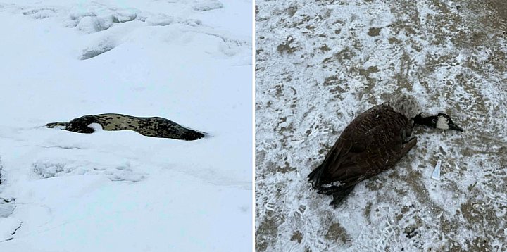 Zwierzęta w pułapce miasta i ocieplenia. Czas na zmiany