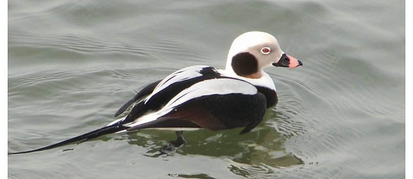 Spacer z ornitologicznym motywem przewodnim-8526