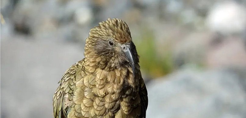 Papugi kea zamieszkały w gdańskim zoo! "Okazują się niezwykle inteligentne"