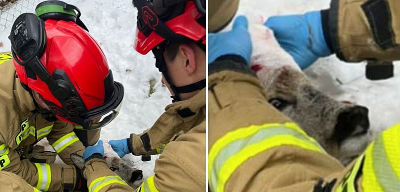 Ranna sarna uratowana w Sopocie! Poruszająca akcja strażaków