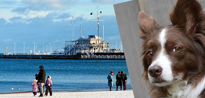 Mocny list mieszkanki Sopotu. Psie kupy to wstyd i śmiertelne zagrożenie