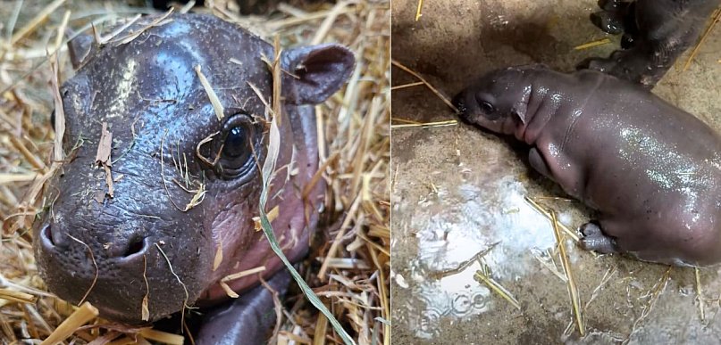 Słodka sensacja w gdańskim zoo! Na świat przyszła hipopotamka karłowata
