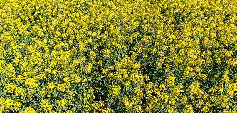 Śmietka rzepaczana w rzepaku ozimym i jarym – jak skutecznie ograniczyć straty już