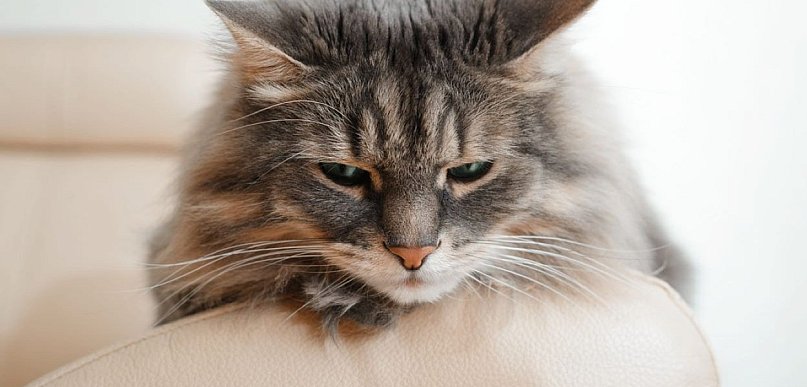 Wymioty pianą u kota – co oznaczają, kiedy jechać do weterynarza