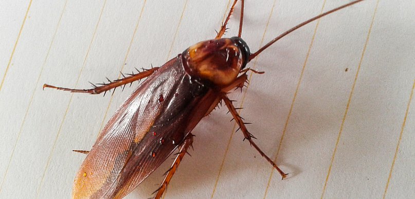 Karaluchy i prusaki w Sopocie – jak skutecznie się ich pozbyć