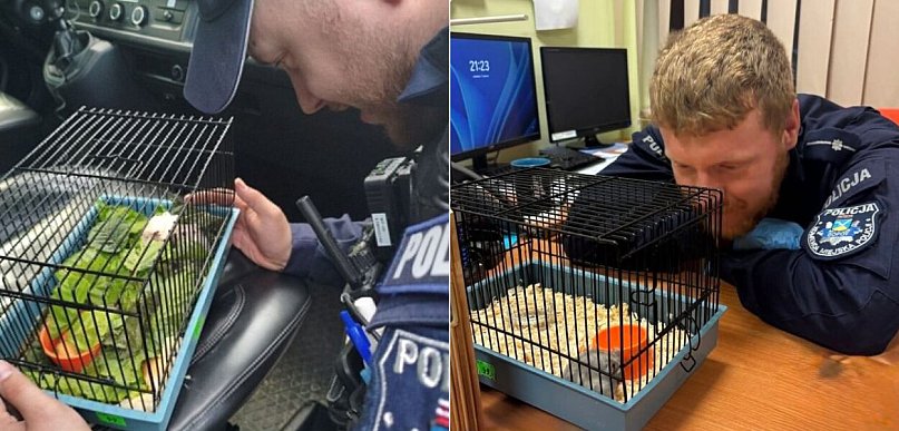 Sopoccy policjanci zaopiekowali się chomikiem! Teraz czeka na właściciela