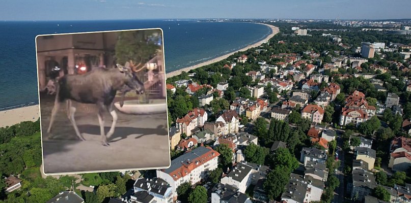Jak się zachować gdy spotkasz łosia w centrum Sopotu? Stosuj te zasady! - 35442
