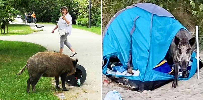 Dziki w Sopocie. Problem jest większy niż nam się wydaje - 36788