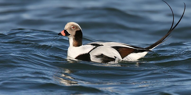 Czy ptaki z północy już są w Sopocie? Przekonaj się podczas spaceru - 37022