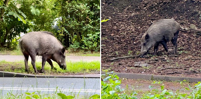 Bezpieczny spacer po kurorcie? Nowa aplikacja „ZWIERZ” może pomóc także w Sopocie - 37887