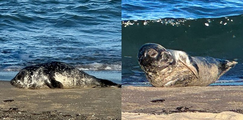 Wyjątkowy prezent dla bliskich i natury. Adoptuj fokę na święta - 37917